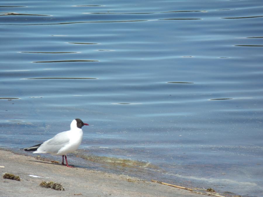 waterfowl