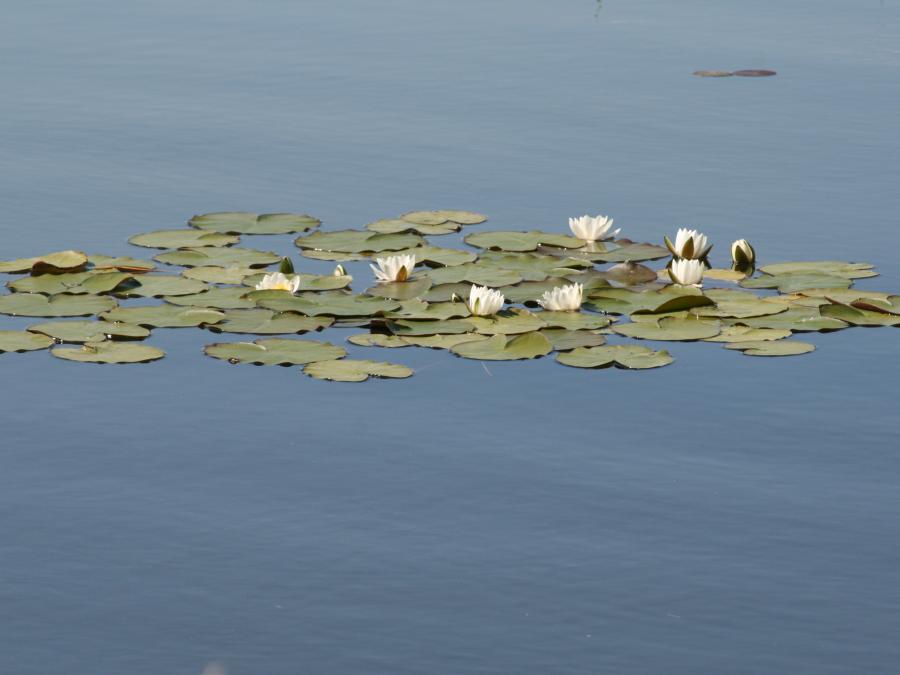 Plants that have adapted to living in aquatic environments (saltwater or freshwater).