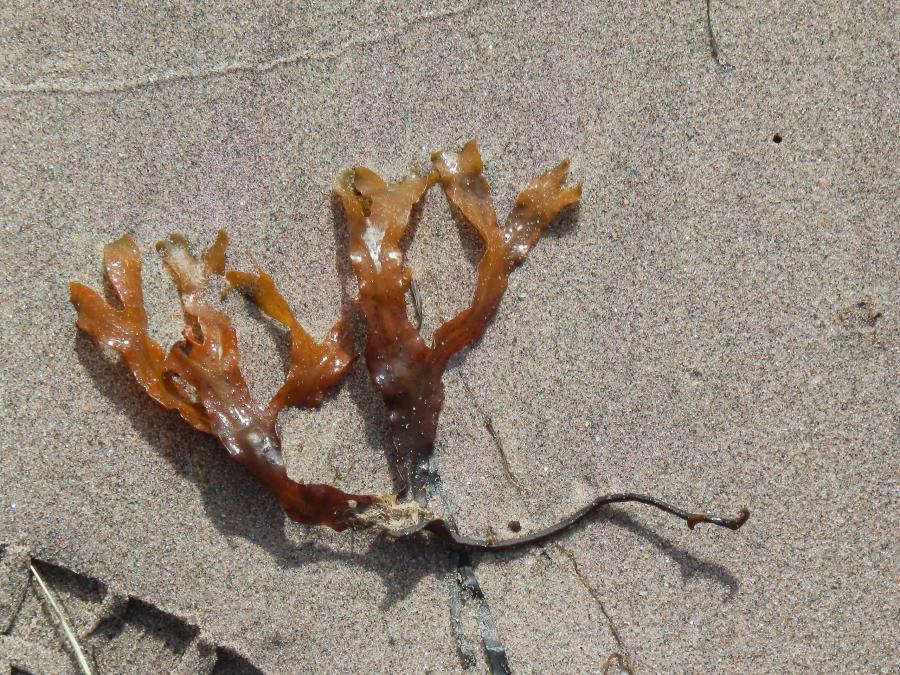  It is an important keystone species in the Baltic Sea, for example harbouring several invertebrate and fish larvae species.