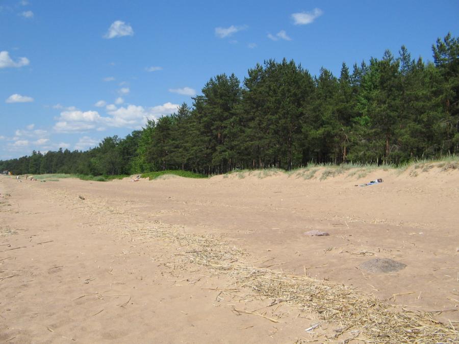 (1) accumulations of windblown sand on the backshore, usually in the form of small hills or ridges, stabilized by vegetation or control structures); (2) (megaripples) sedimentary bedforms larger than ripples, greater than 0.6 m in wavelength and greater than around 10 cm in height. Dunes are mostly asymmetrical in profile, with a gentle upcurrent stoss slope and a steeper down-current lee slope, which may be at the angle of repose of the sediment. 