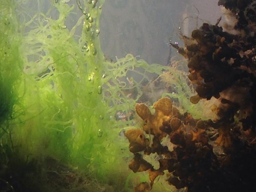 Annual or perennial algae with fine and filamentous thallus, growing attached to hard substrate or other organisms.