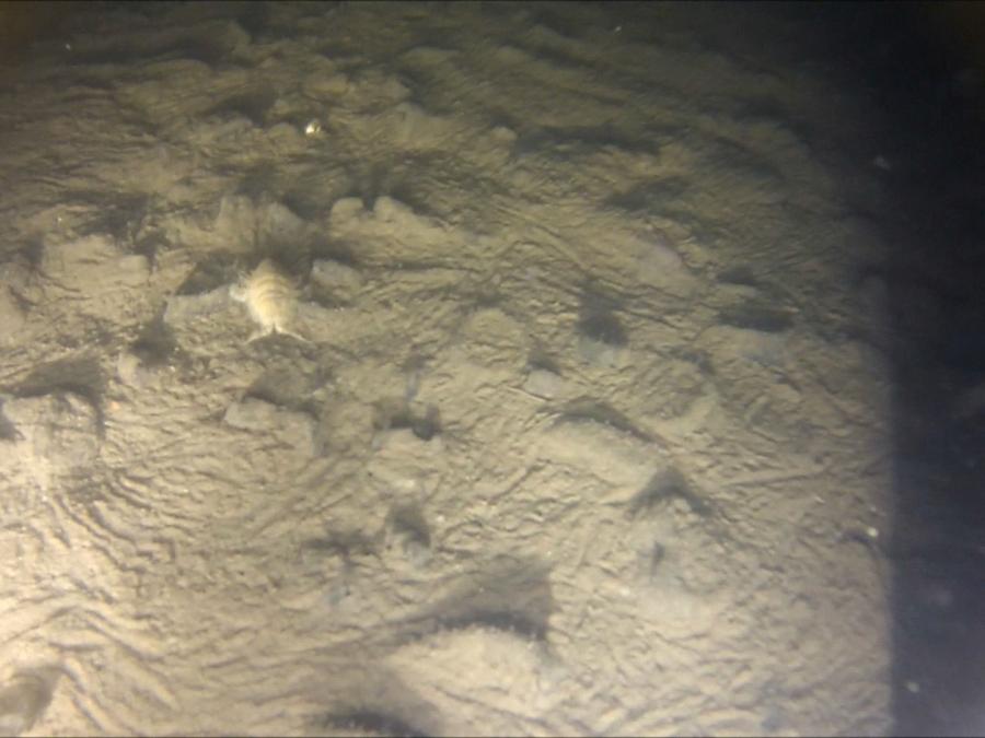 High content of oxygen in the near-bottom water and surface bottom sediments. 